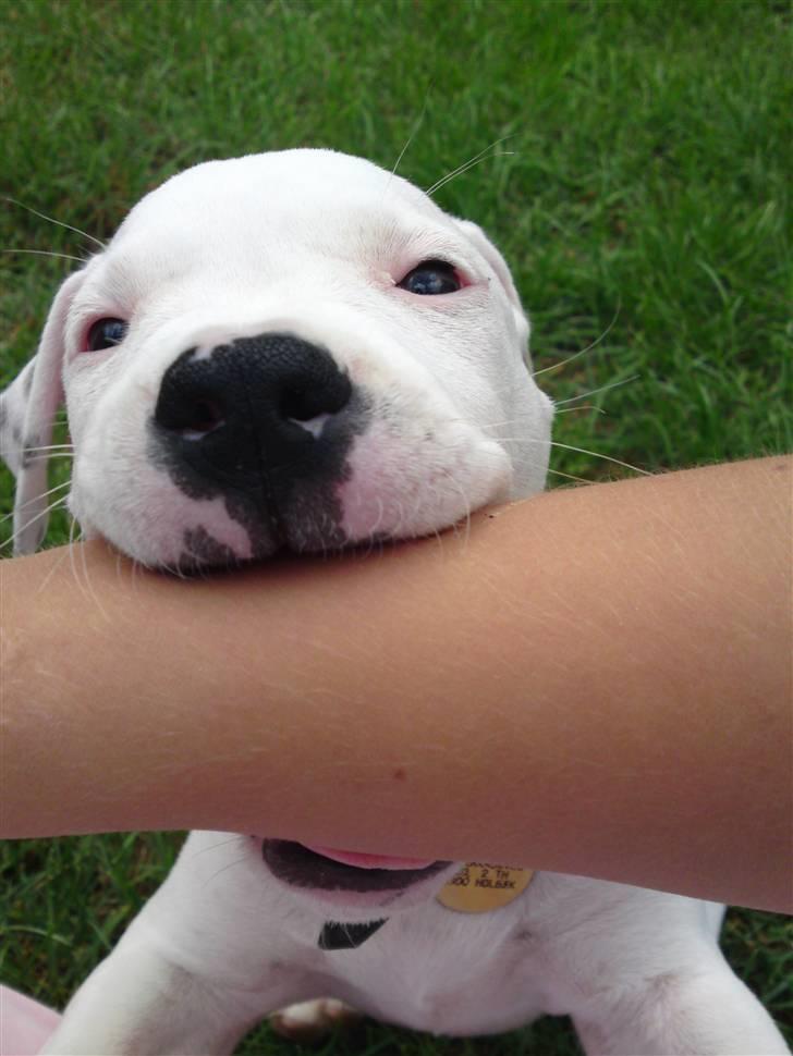 Amerikansk staffordshire terrier Cody - Mmmh, mors arm er bare det bedste :b billede 7