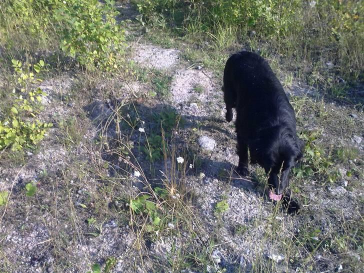 Border collie Pippi billede 3