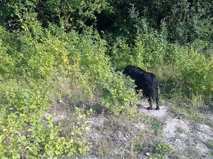 Border collie Pippi billede 4