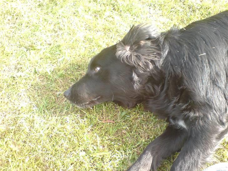 Border collie Pippi billede 5