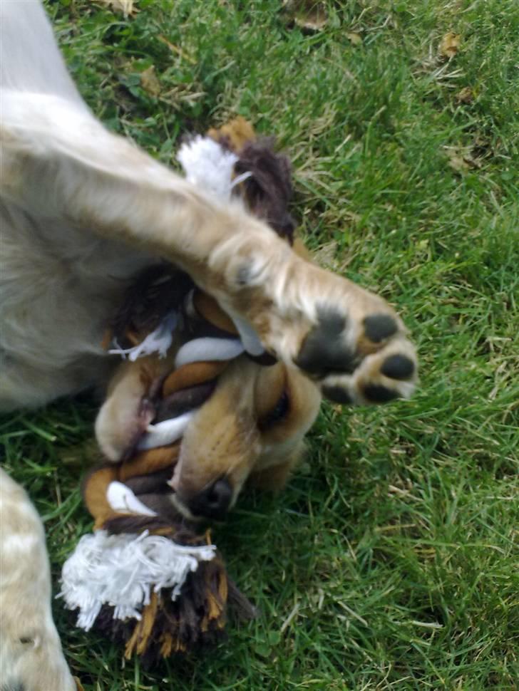 Breton Hutu izzy billede 4