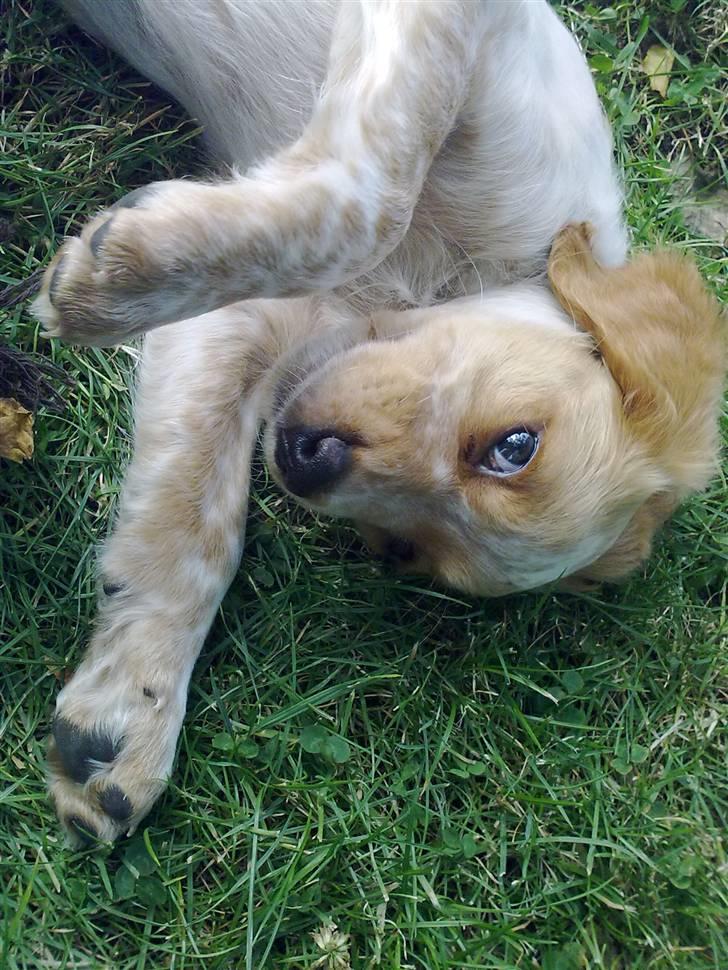 Breton Hutu izzy billede 5