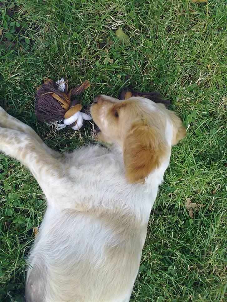 Breton Hutu izzy billede 6