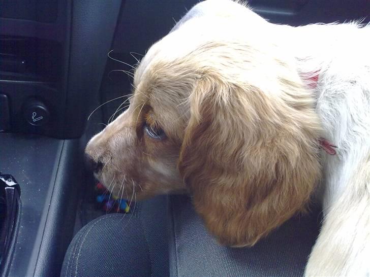 Breton Hutu izzy billede 7