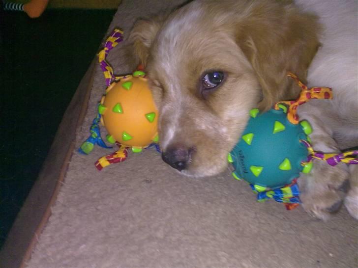 Breton Hutu izzy billede 8