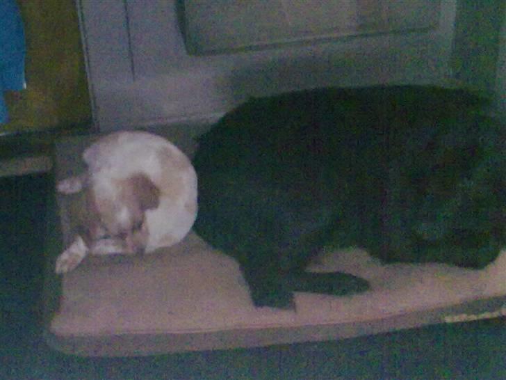 Breton Hutu izzy billede 9