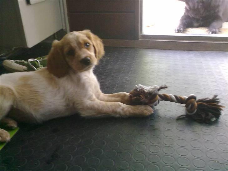 Breton Hutu izzy billede 10