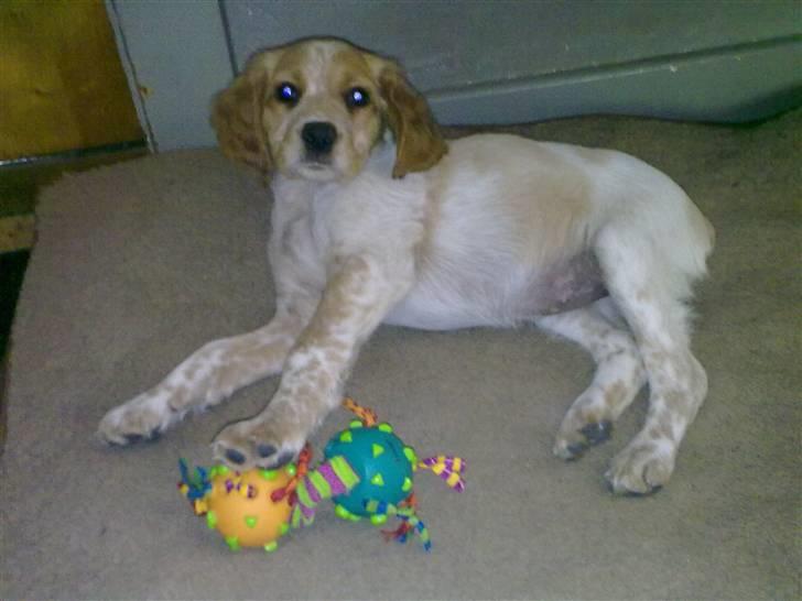 Breton Hutu izzy billede 11