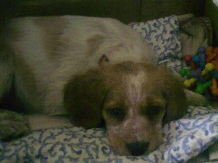 Breton Hutu izzy billede 12