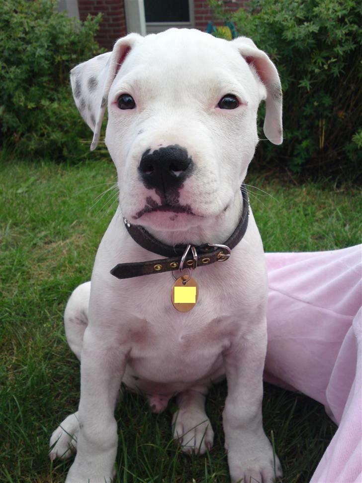 Amerikansk staffordshire terrier Cody - Cody 9 uger <3 billede 8