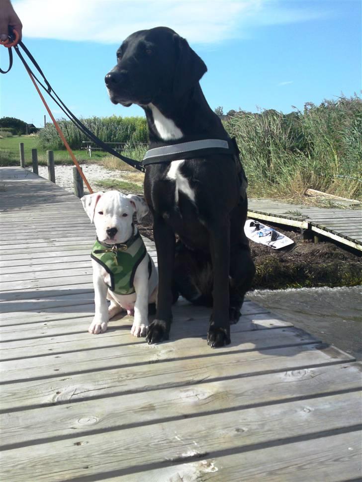 Amerikansk staffordshire terrier Cody - Cody & Maggie <3 billede 9