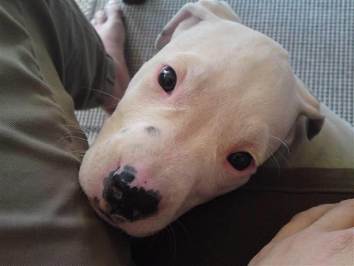 Amerikansk staffordshire terrier Cody - Årh, må jeg ikk nok bare på en lille bitte bid? Pleeeace .. (8½ uge) billede 10