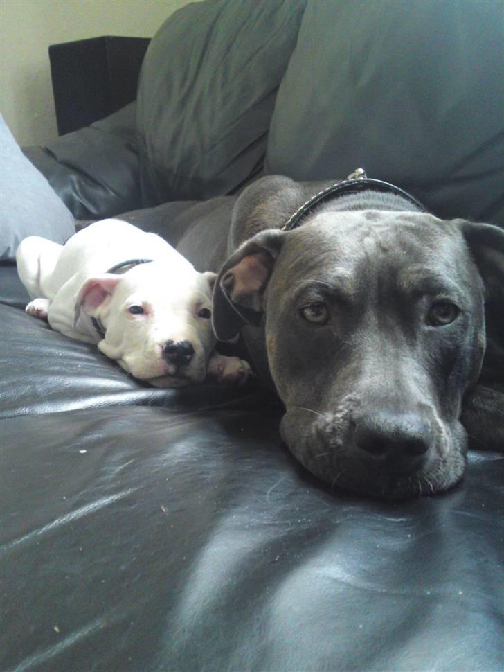Amerikansk staffordshire terrier Cody - Cody & Misya <3 billede 11