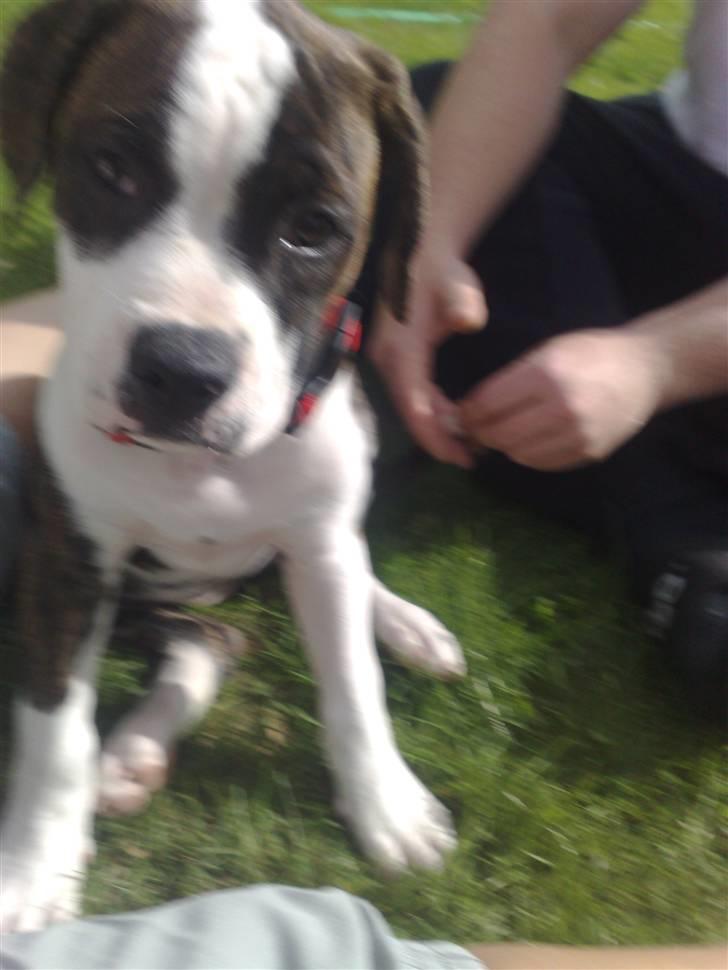 Amerikansk bulldog HardRok'Bull's Bonita RIP billede 6