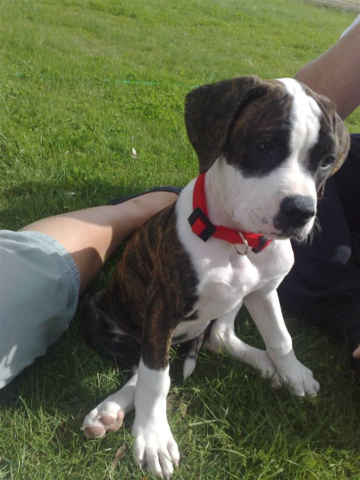 Amerikansk bulldog HardRok'Bull's Bonita RIP - Fået halsbånd :D billede 7