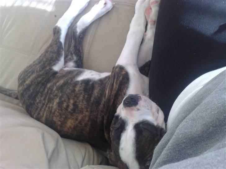 Amerikansk bulldog HardRok'Bull's Bonita RIP - Godt med en lille lur (: billede 8