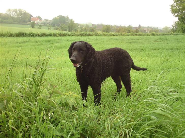 Curly coated retriever Balto (RIP) - Balto  billede 16