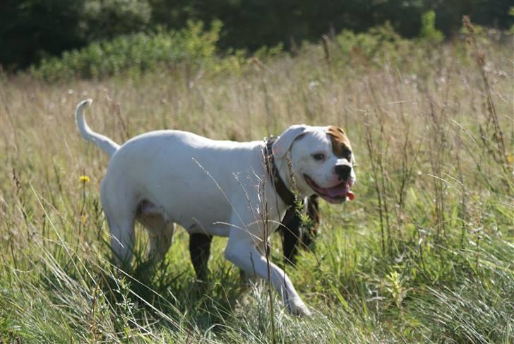 Amerikansk bulldog Dora billede 5