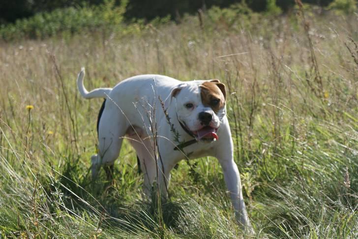 Amerikansk bulldog Dora billede 6