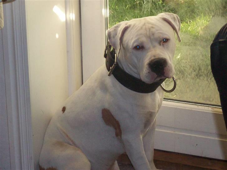 Amerikansk staffordshire terrier kejser billede 1