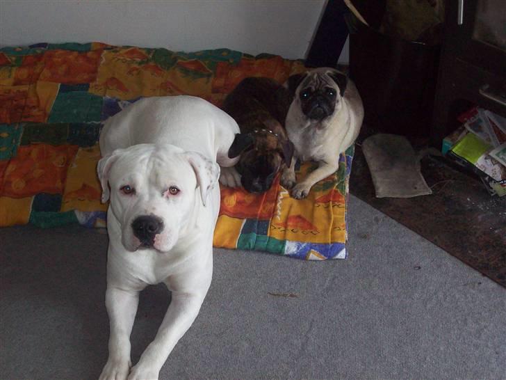 Amerikansk staffordshire terrier kejser billede 2