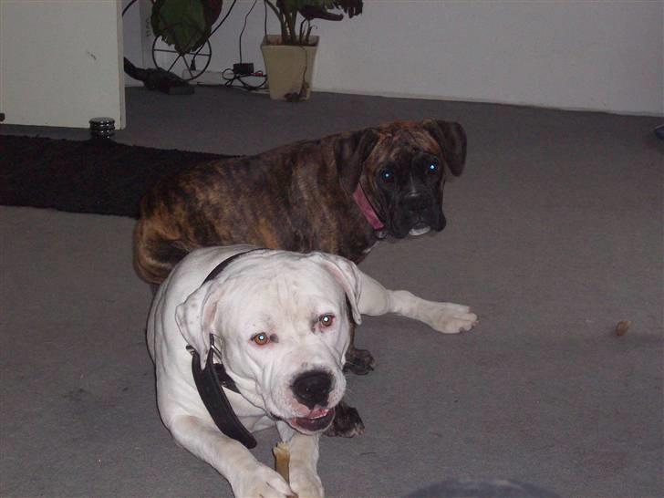 Amerikansk staffordshire terrier kejser billede 3