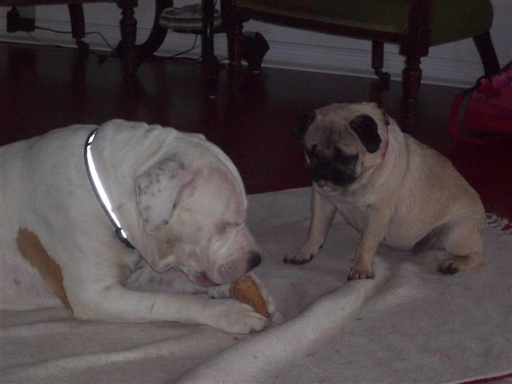 Amerikansk staffordshire terrier kejser billede 4