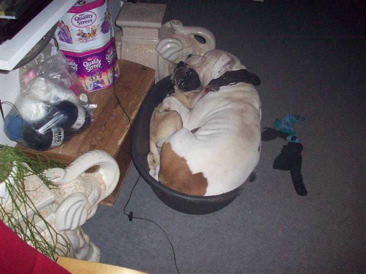 Amerikansk staffordshire terrier kejser billede 5