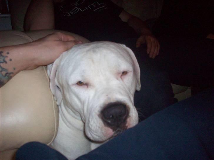 Amerikansk staffordshire terrier kejser billede 6