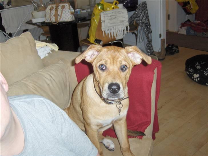 Blanding af racer aslan - han var lille aslan til stor aslan billede 9