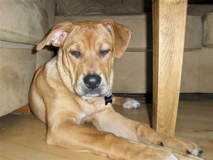 Blanding af racer aslan - se mig billede 5