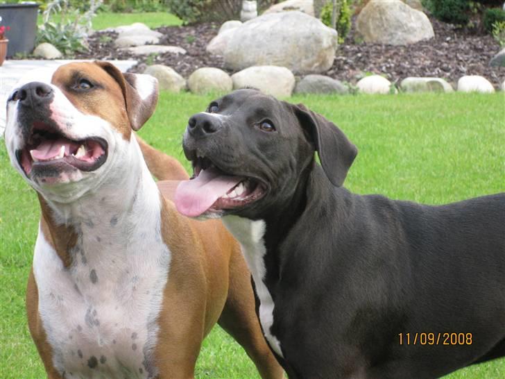 Amerikansk staffordshire terrier Hannibal - hanni og bella billede 9