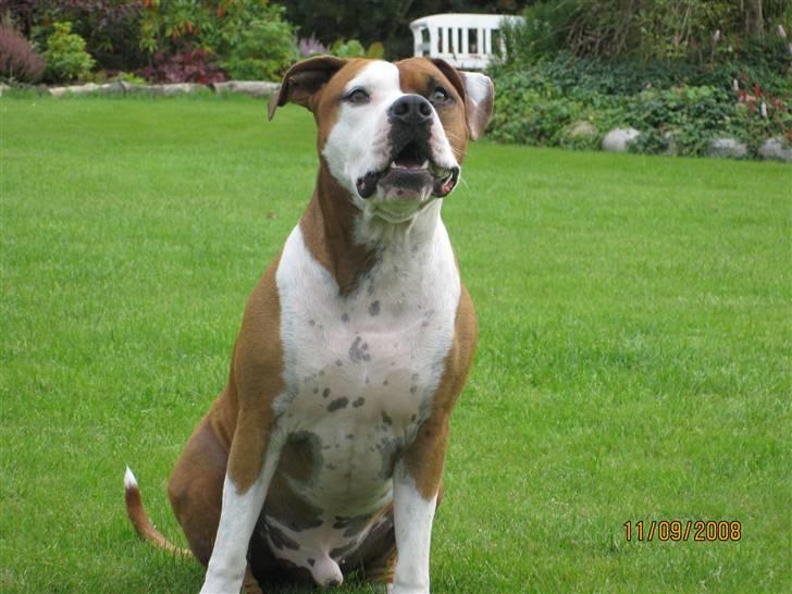 Amerikansk staffordshire terrier Hannibal billede 10