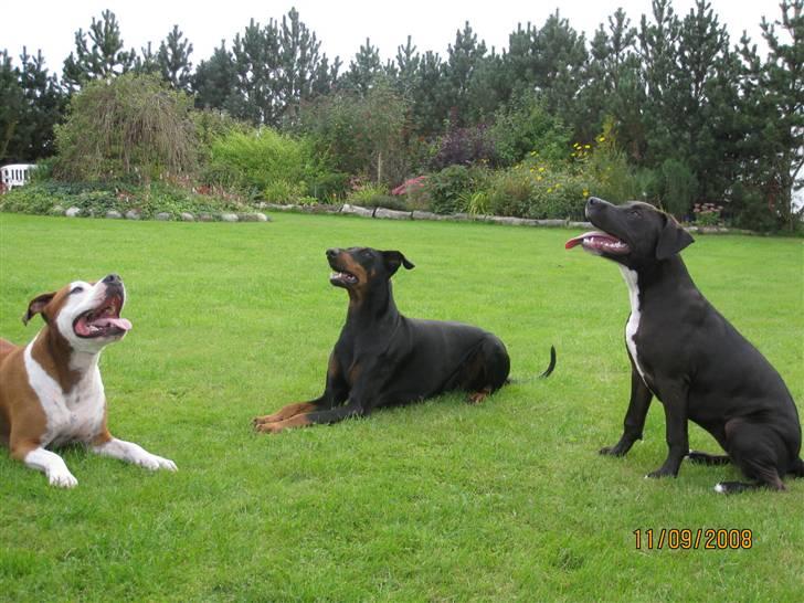 Amerikansk staffordshire terrier Hannibal - samling:) billede 13