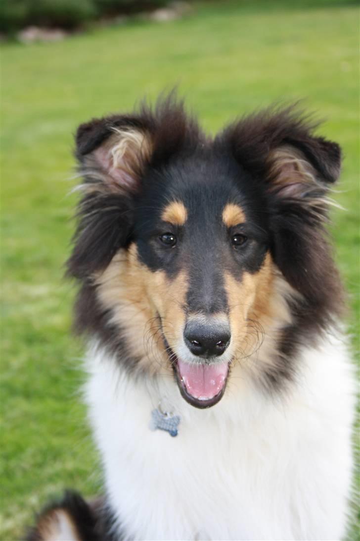 Collie langhåret Nemo - så er jeg blevet 5 mdr billede 8