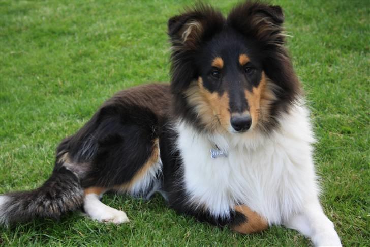 Collie langhåret Nemo - 5 mdr gammel og drøn lækker billede 9