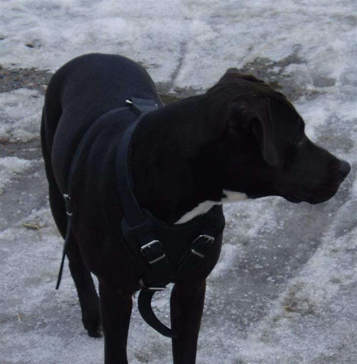 Amerikansk staffordshire terrier Bella - Bella  d.15 marts billede 1