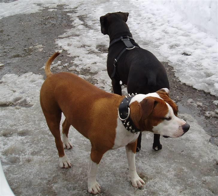 Amerikansk staffordshire terrier Bella - Bella og hannibal klar til tur  billede 2