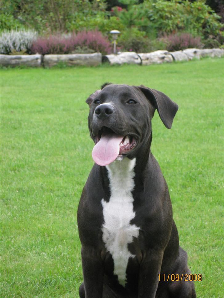 Amerikansk staffordshire terrier Bella - Bella skal lige vise veninden hun har hendes bold billede 3