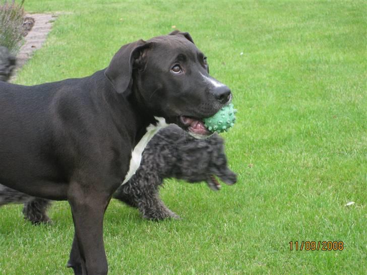Amerikansk staffordshire terrier Bella - Bella billede 4