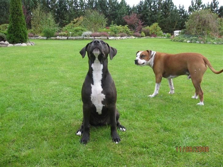 Amerikansk staffordshire terrier Bella - er jeg ikke dygtig nu:) billede 5