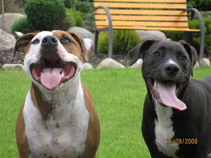 Amerikansk staffordshire terrier Bella - Bella og hannibal billede 6