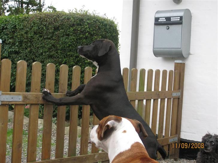 Amerikansk staffordshire terrier Bella - Kommer der nogen mon? billede 8