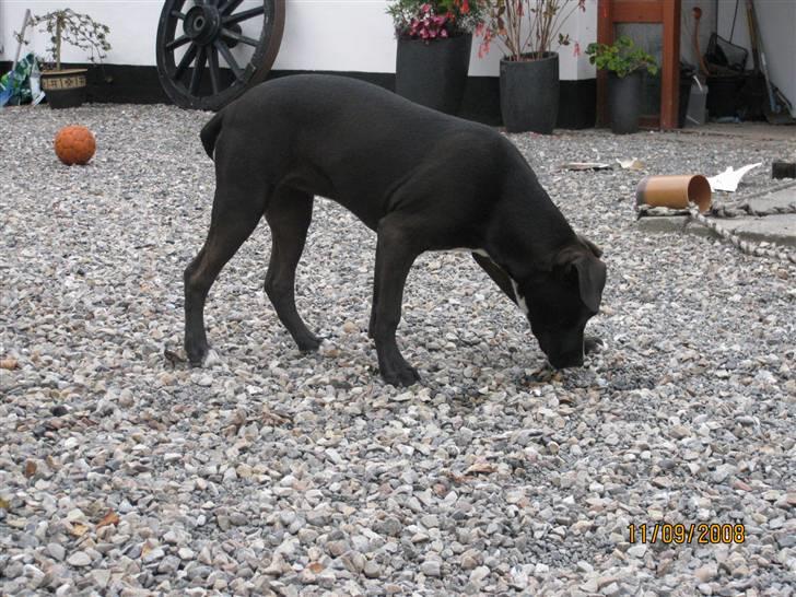 Amerikansk staffordshire terrier Bella billede 9