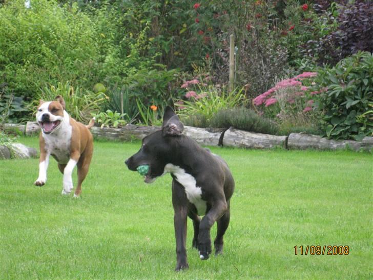 Amerikansk staffordshire terrier Bella - du kan ikke fange mig hanni:) billede 11