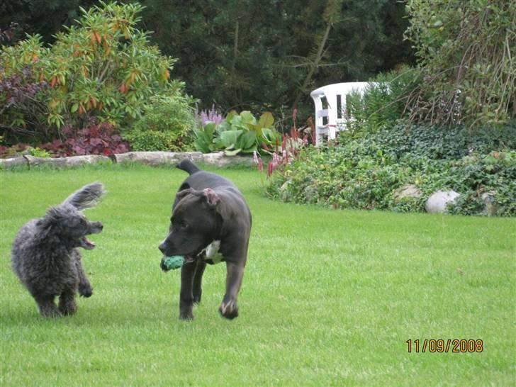 Amerikansk staffordshire terrier Bella billede 12