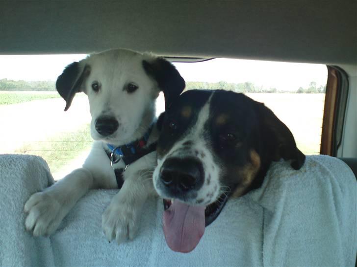 Blanding af racer Snoopy doo - Far & Søn billede 2