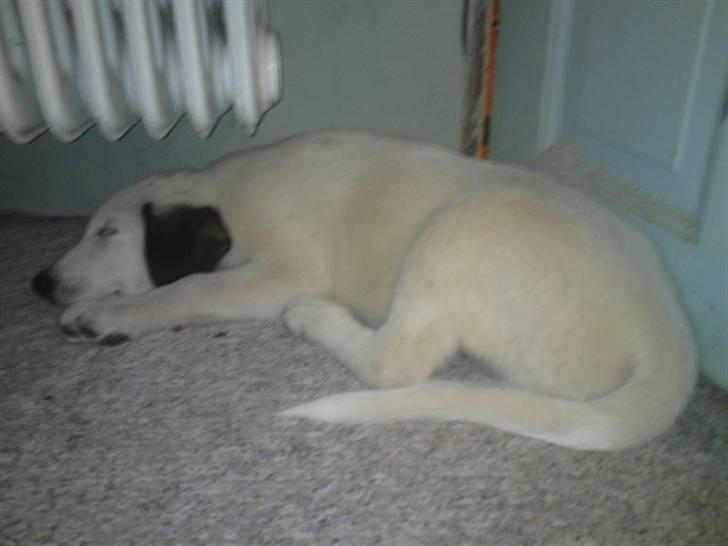 Blanding af racer Snoopy doo billede 3