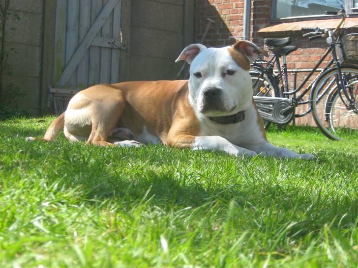 Amerikansk staffordshire terrier Boss billede 1