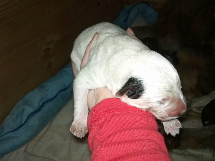 Blanding af racer Snoopy doo - så lille var jeg da jeg blev født c",) billede 4